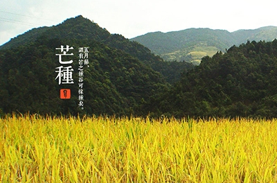 芒種，忙忙栽